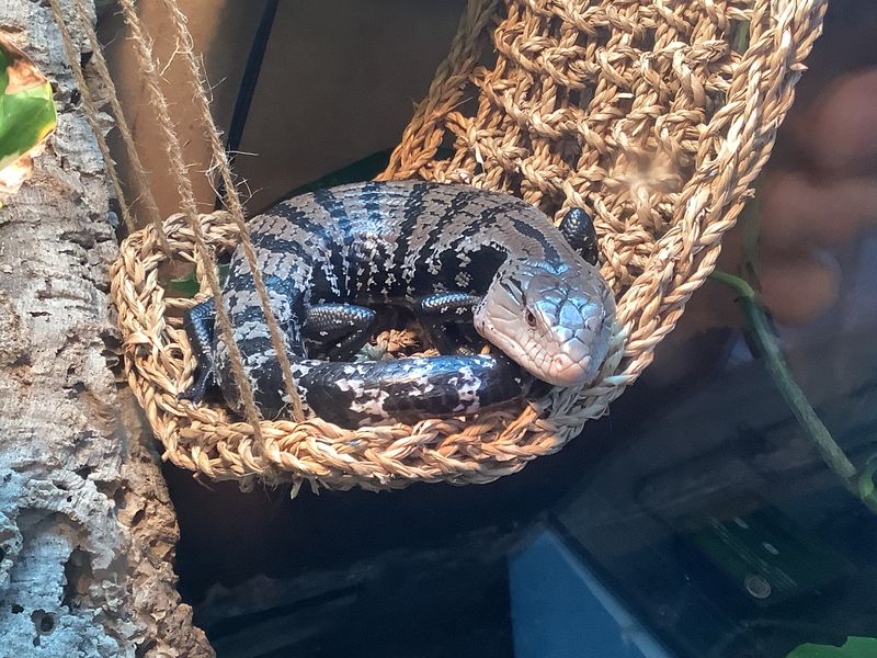 Halmahera Blue-tongued Skink