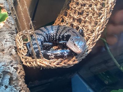 Halmahera Blue-tongued Skink