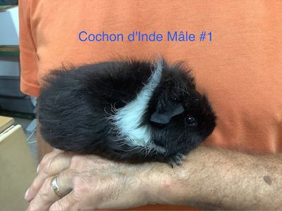 ​Guinea pig male #1