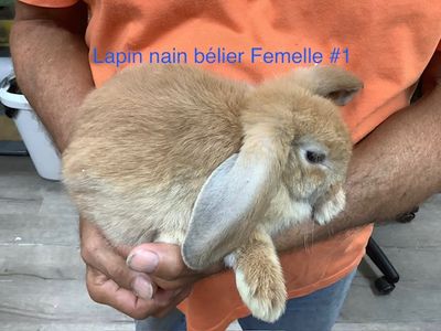Dwarf Rabbit Aries Female #1