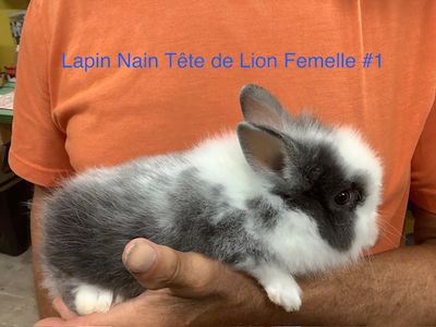 Dwarf Rabbit Female Lion Head #1 Dwarf Rabbit Female Lion Head #1
