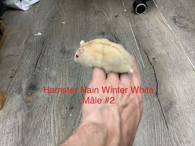 Dwarf Winter White Hamster Male #2