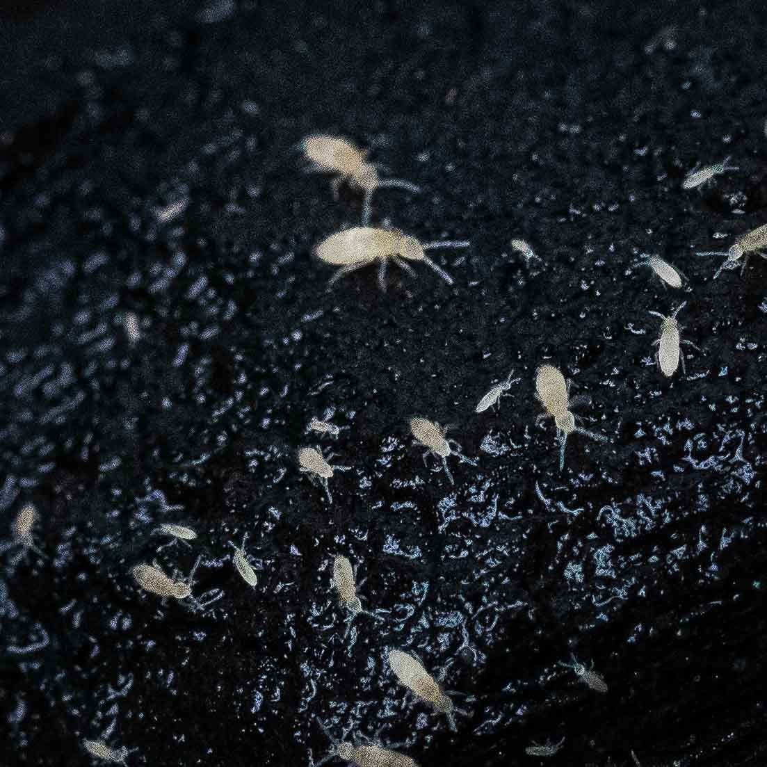 ​Candida springtails (Springtails Folsomia Candida).