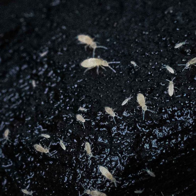 ​Candida springtails (Springtails Folsomia Candida).