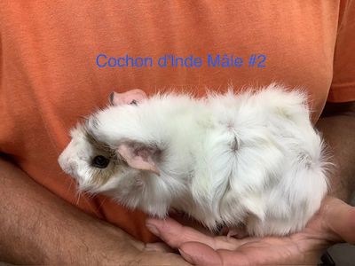 ​Guinea pig male #2