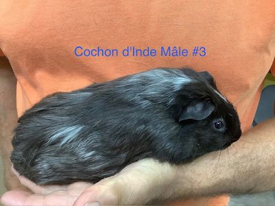 ​Guinea pig male #3