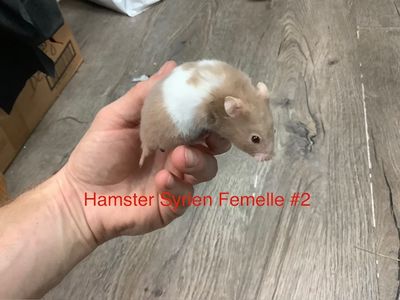 ​Syrian Hamster Female #2