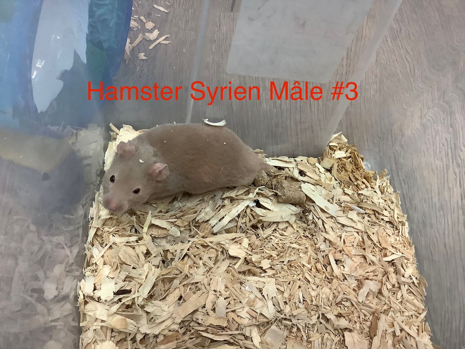​Syrian Hamster Male #3