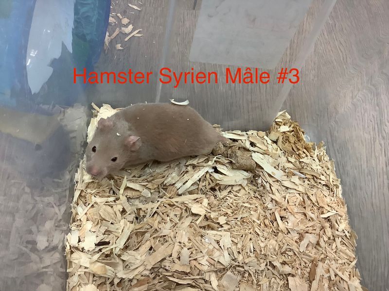 ​Syrian Hamster Male #3