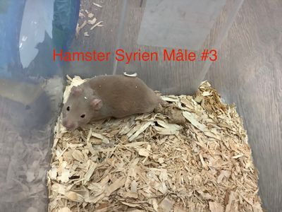 ​Syrian Hamster Male #3
