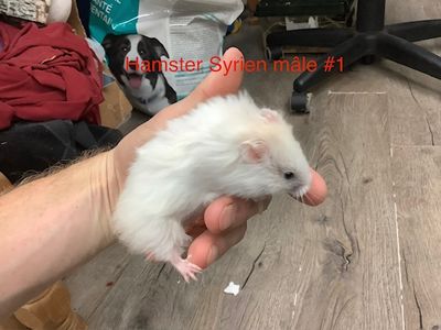 ​Syrian Hamster Male #1