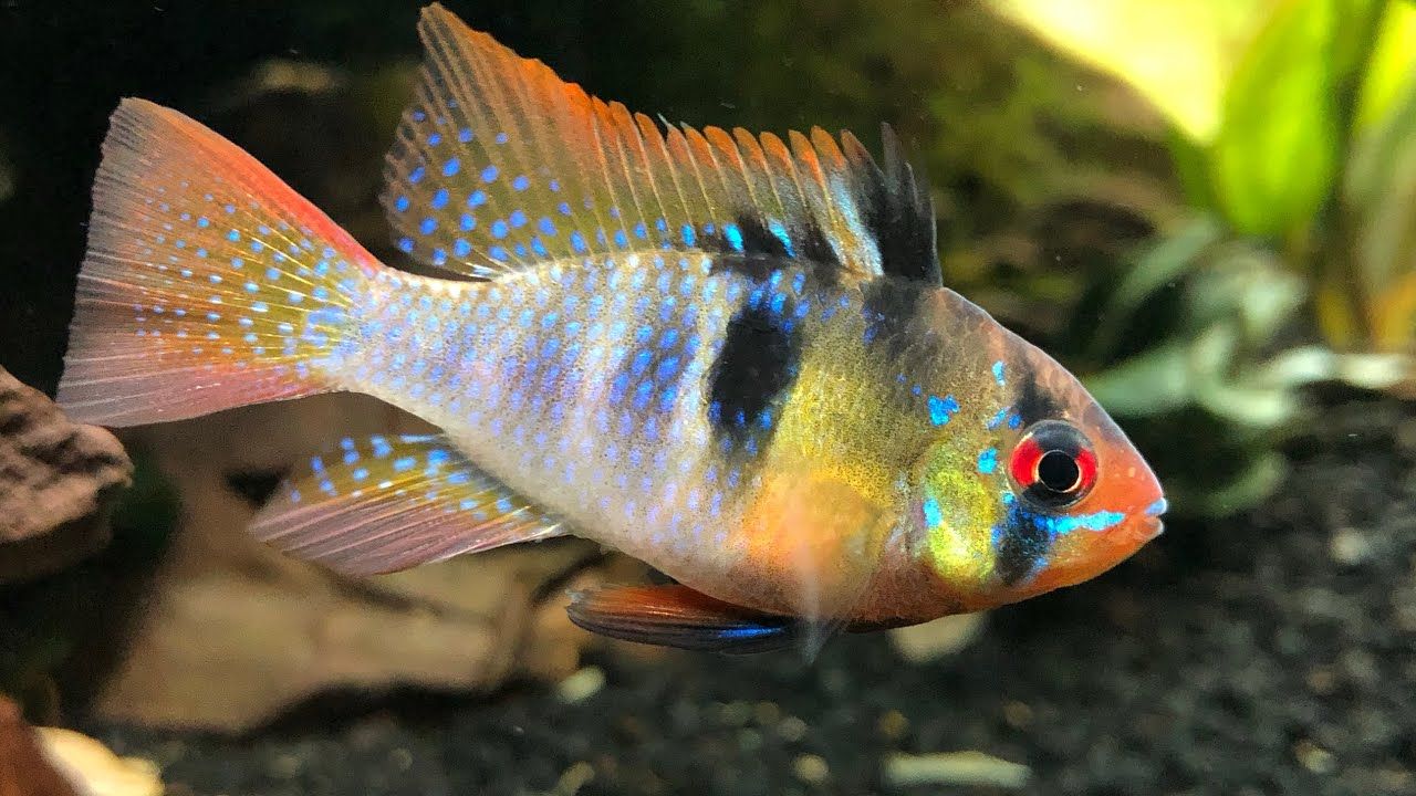 Ramirez Blue Male