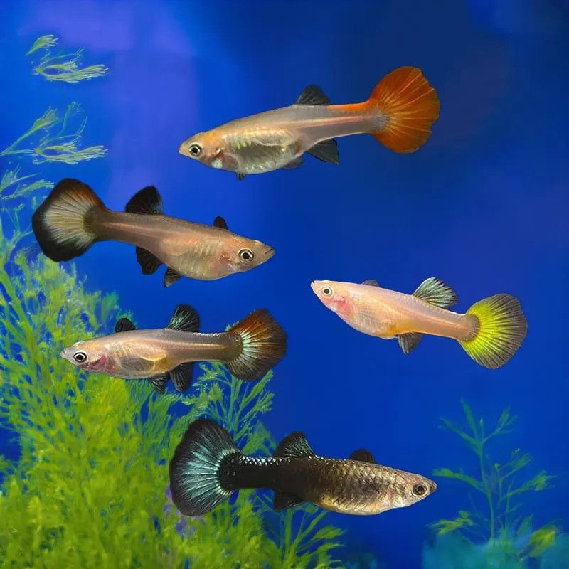 Guppy varied females Guppy varied females