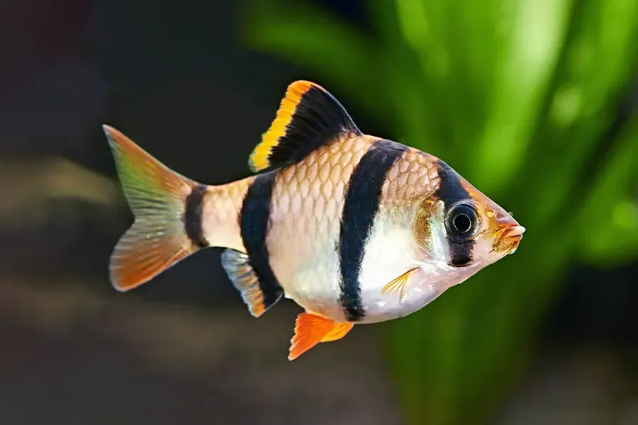 Anchisporus Barb