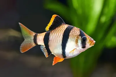Anchisporus Barb Anchisporus Barb