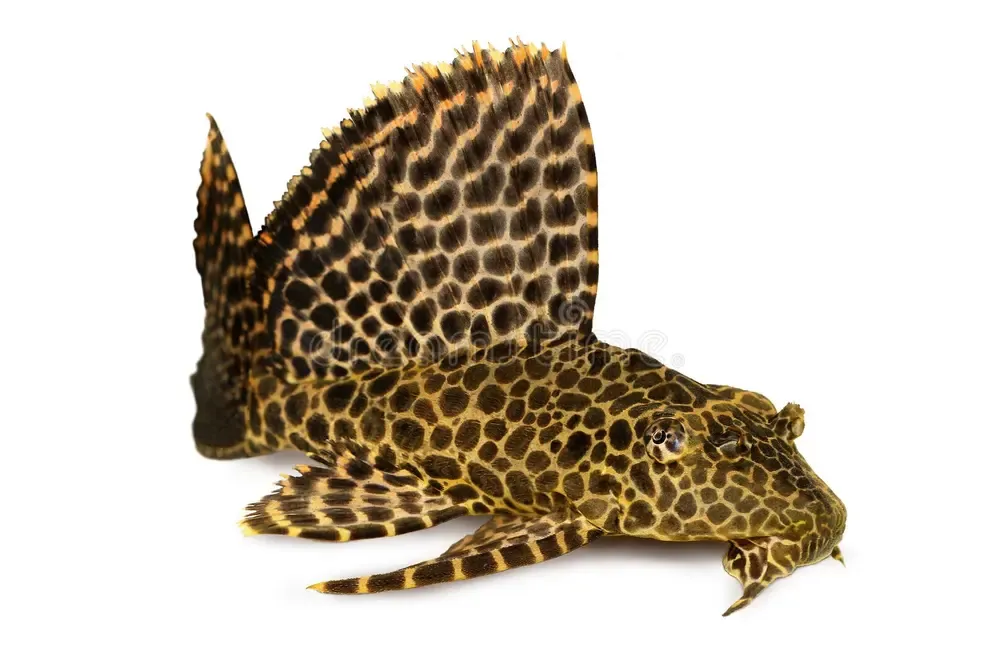 Leopard Pleco Pterygoplichthys Gibbiceps