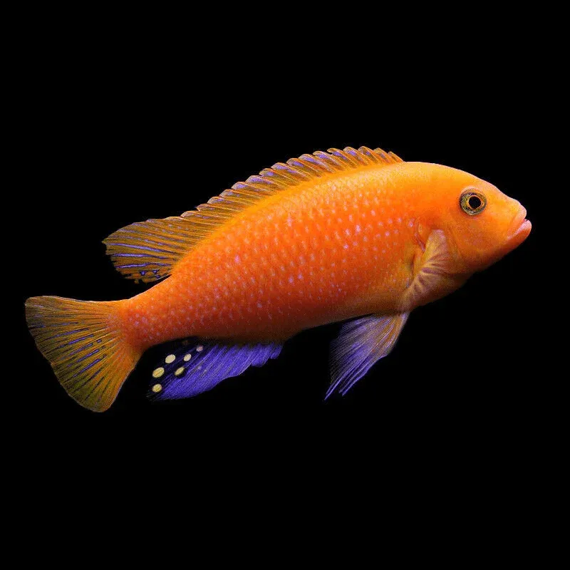 African Cichlid Red Zebra Maylandia Zebra