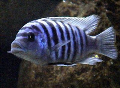 African Cichlid Red Zebra Maylandia Zebra