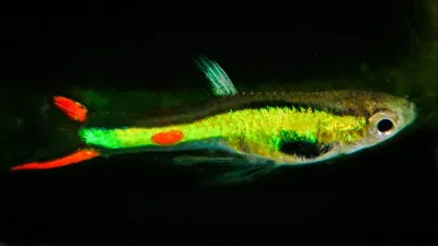 Guppy Endler Laser Green