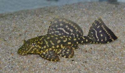 Gold Spotted Pleco Pterygoplichthys Joselimaianus Gold Spotted Pleco Pterygoplichthys Joselimaianus