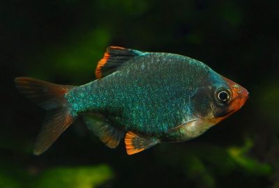 Anchisporus Green Barb