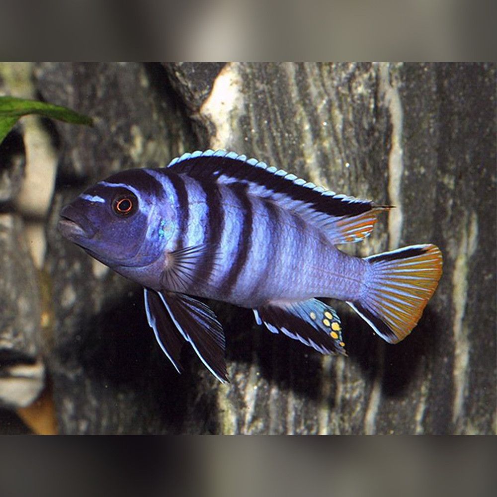 African cichlid Pseudotropheus Elongatus African cichlid Pseudotropheus Elongatus