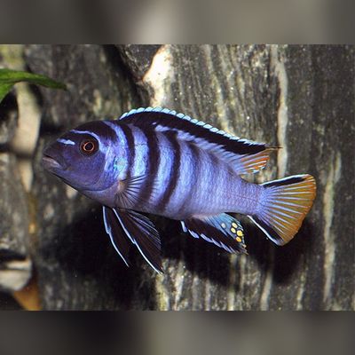 African cichlid Pseudotropheus Elongatus