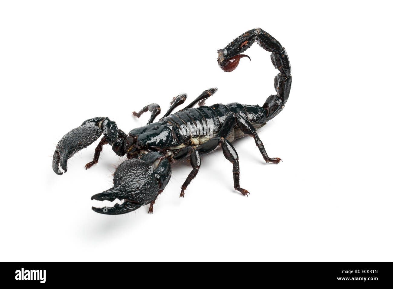 Scorpius Emperor