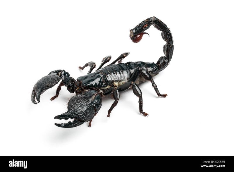 Scorpius Emperor