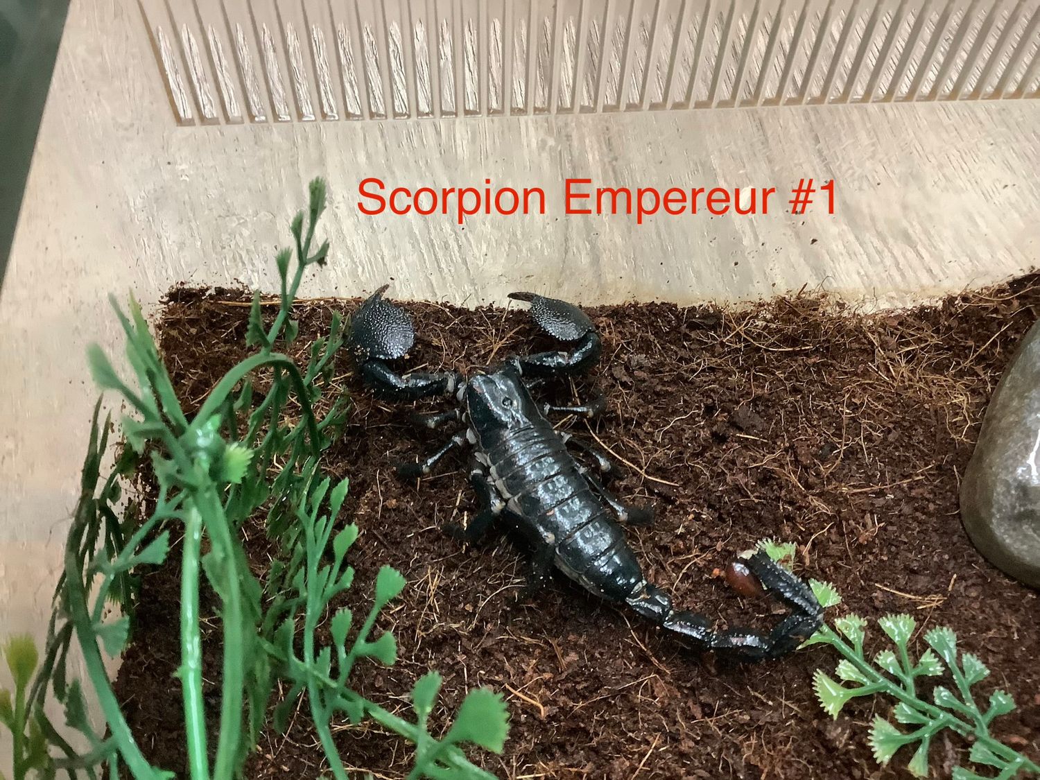 Scorpius Emperor