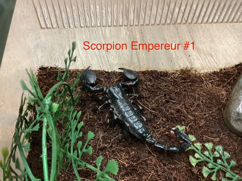 Scorpius Emperor Scorpius Emperor