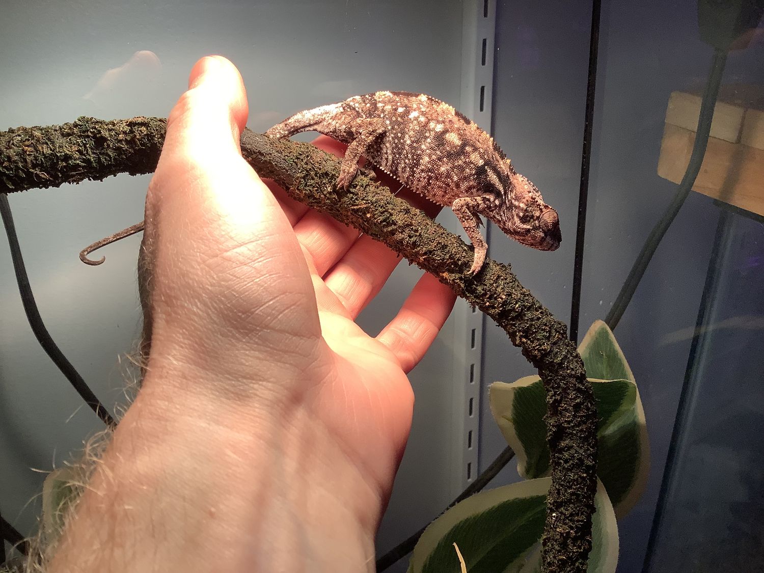 Ambilobe Panther Chameleon Female