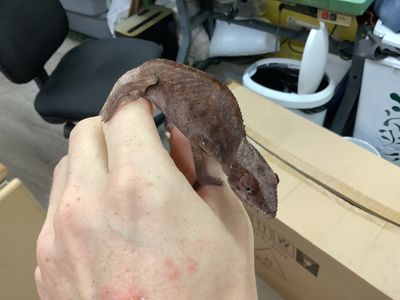 Ambilobe Panther Chameleon Female