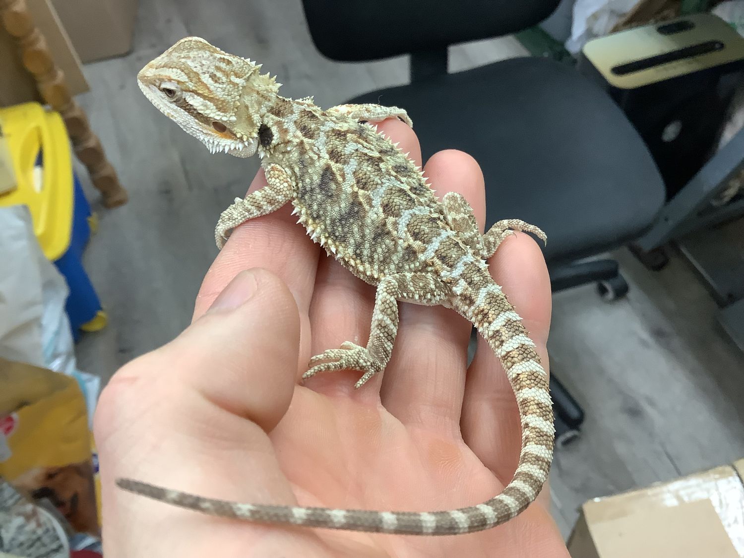 Fancy Bearded Dragon #1