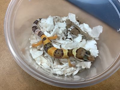 Leopard gecko Firefox