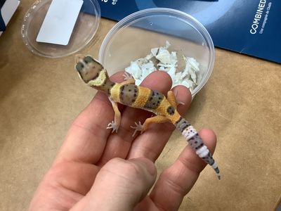 Leopard gecko Firefox