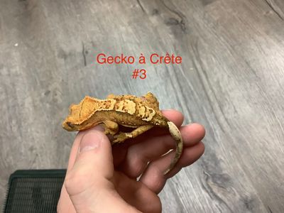 ​Juvenile #3 Crested Gecko