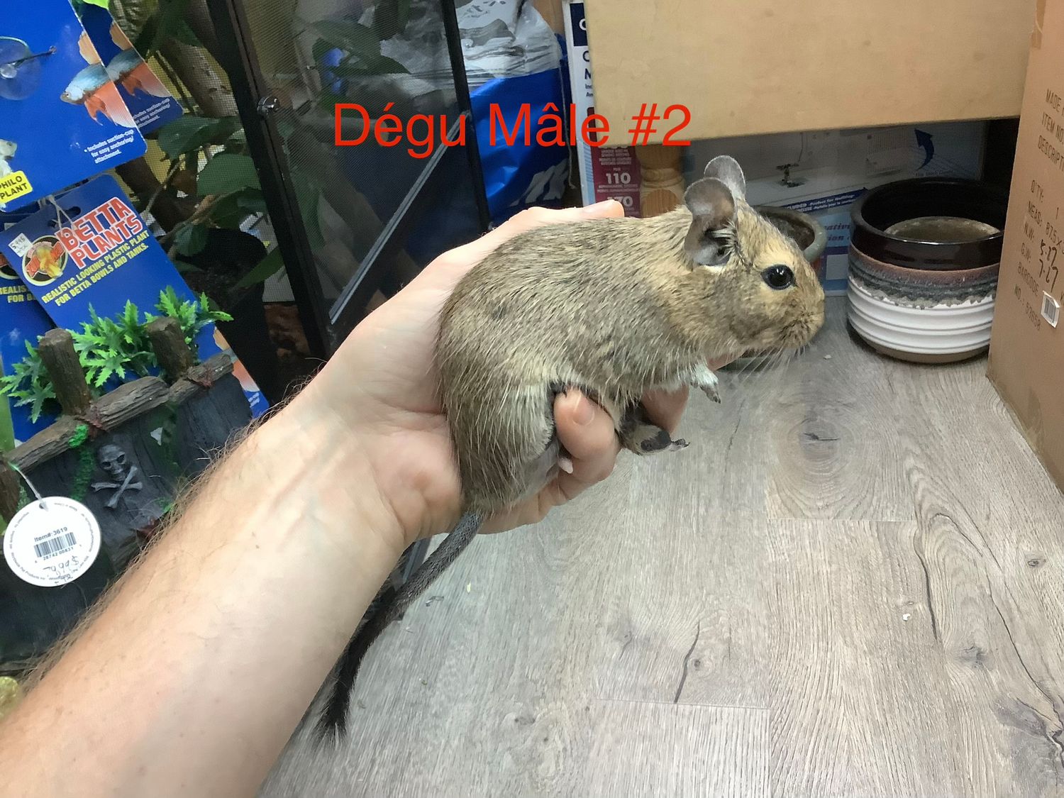 Degu Male #2