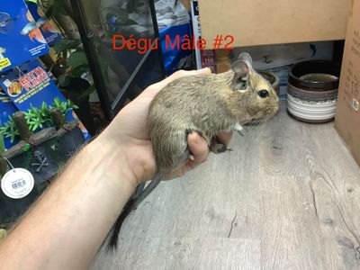 Degu Male #2