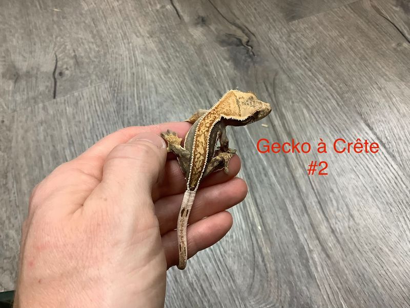 ​Juvenile #2 Crested Gecko