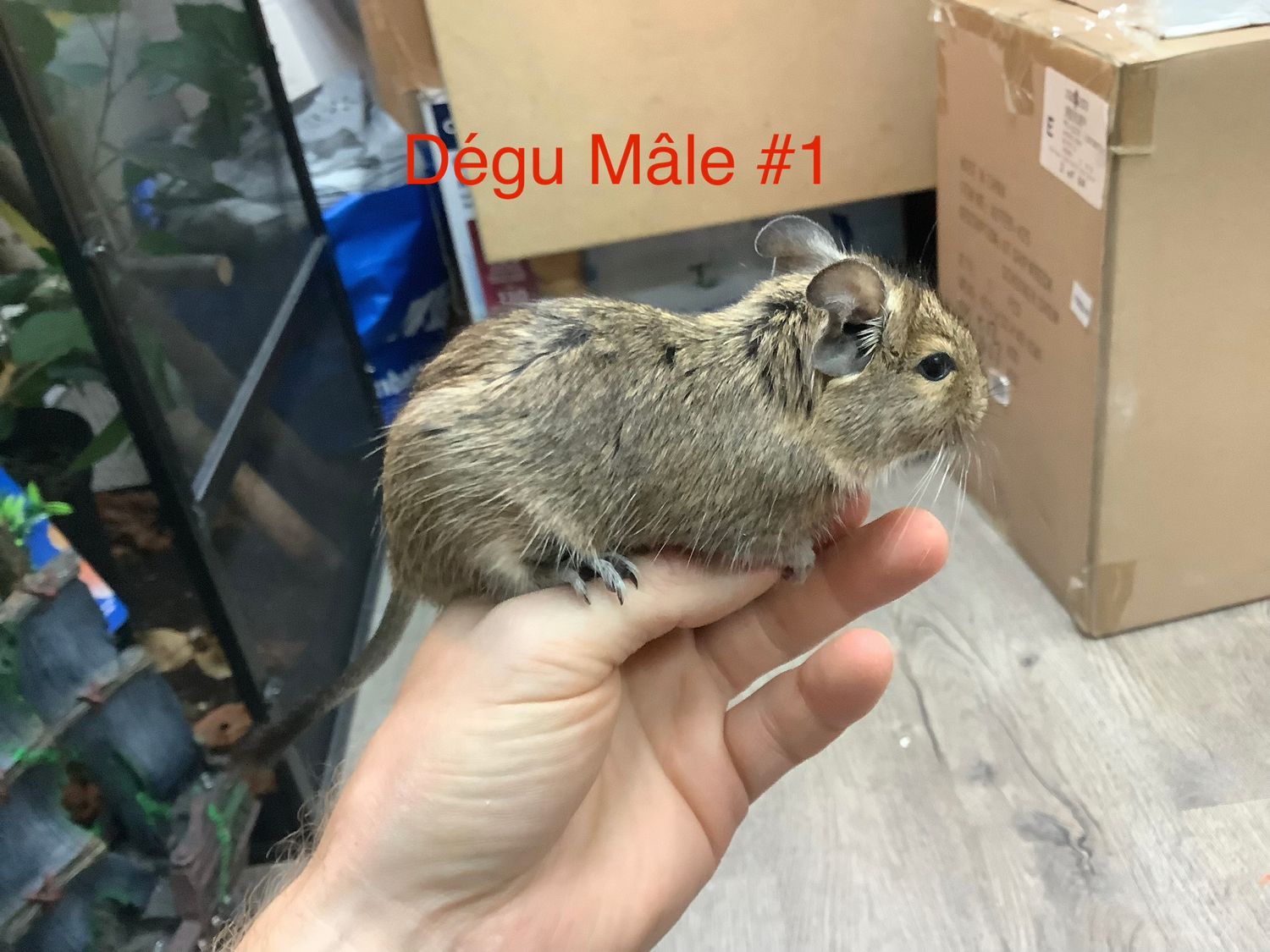 Degu Male #1