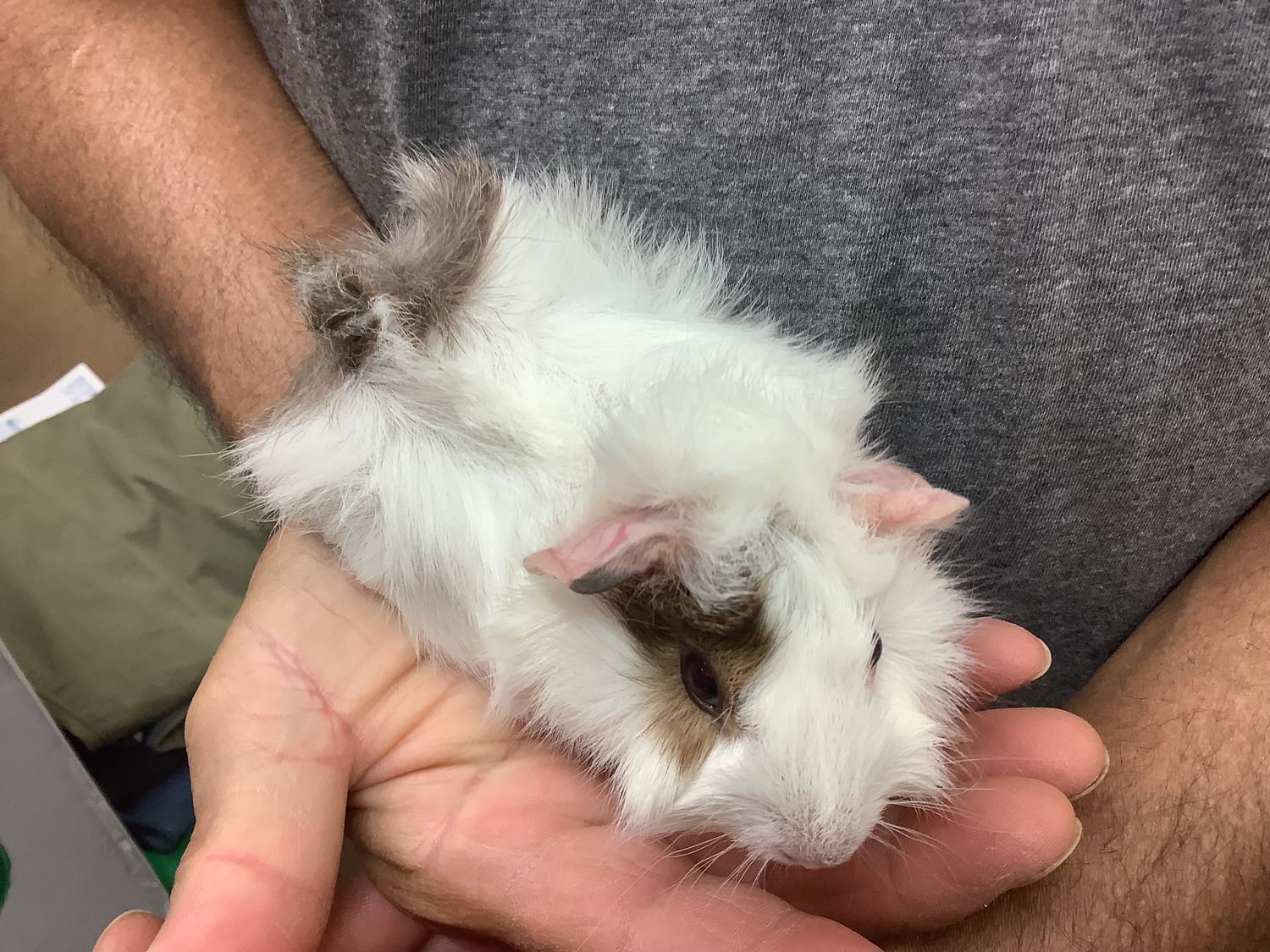 Female Guinea Pig #2