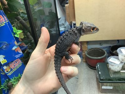 Red eyed Crocodile Skink Female #1