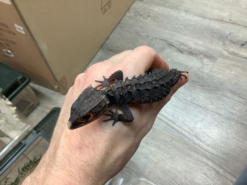 Red eyed Crocodile Skink Female #1