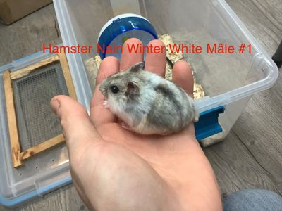 Winter White Dwarf Hamster Male #1