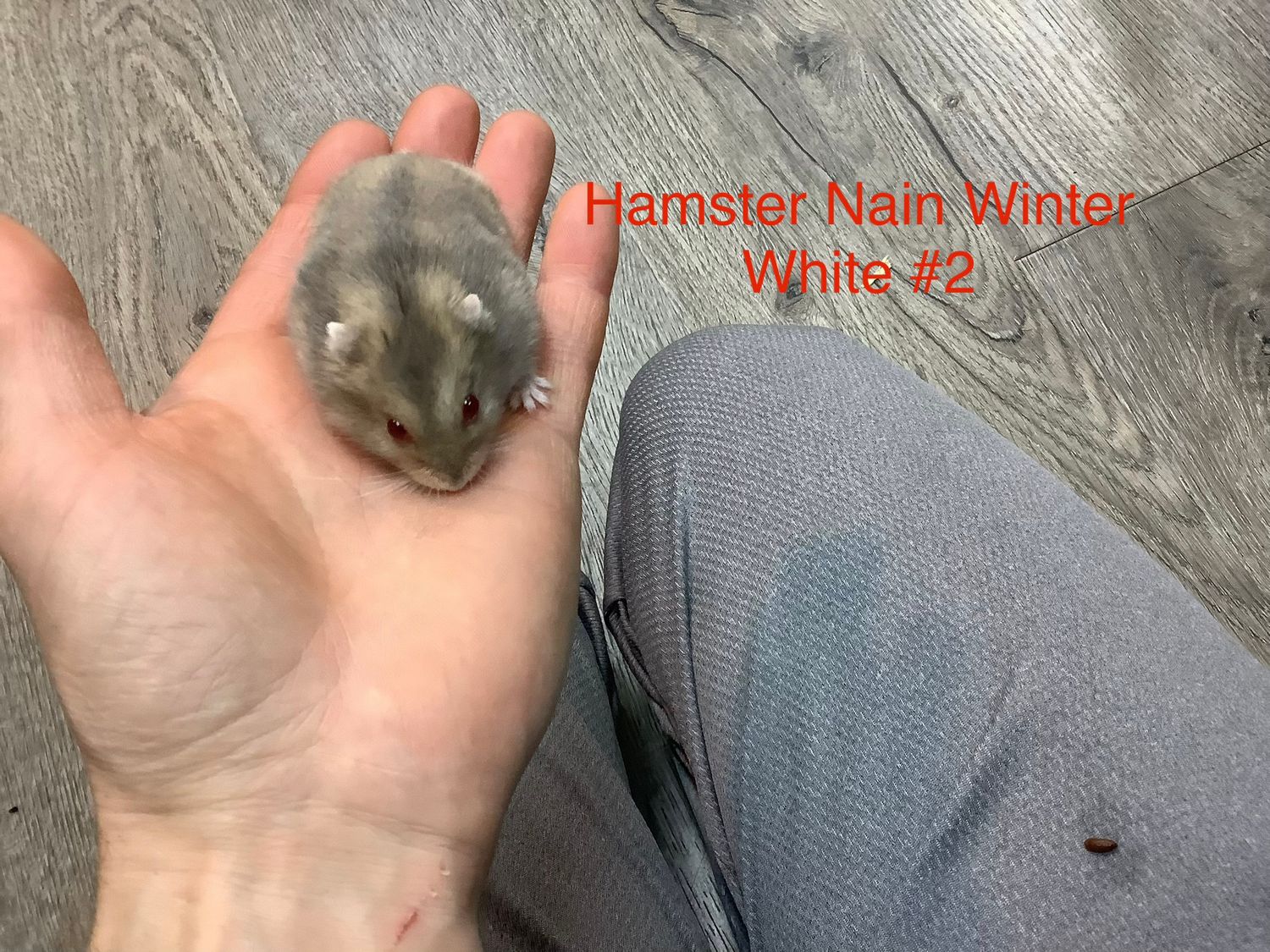 Winter White Dwarf Hamster Male #2