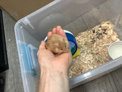 Souris très manipulable MÂLE
