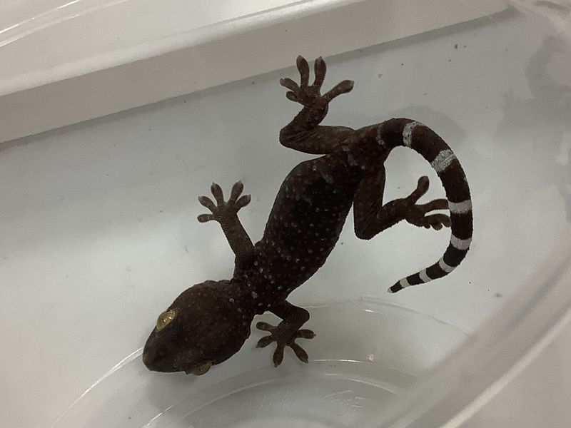 Baby Tokay Gecko