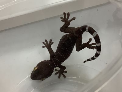 Baby Tokay Gecko