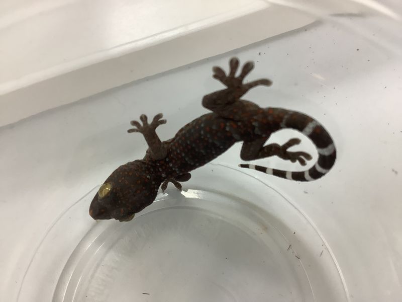 Baby Tokay Gecko
